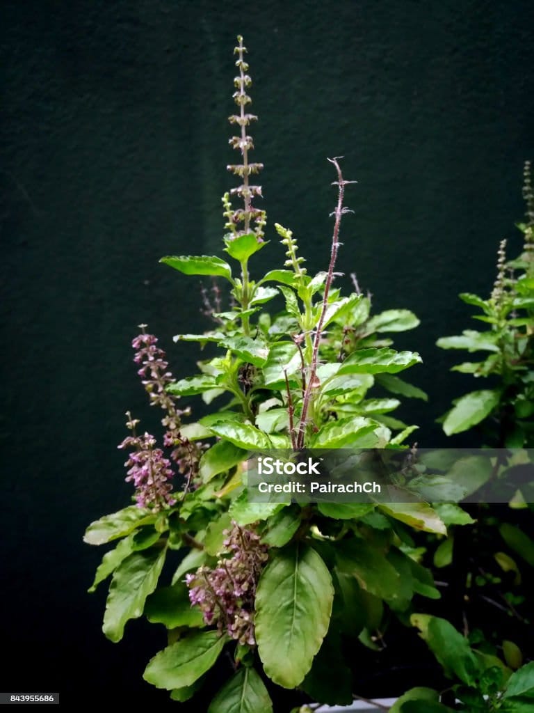 Tulsi